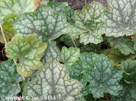 Tarhakeijunkukka, hybridalunrot, Heuchera 'Beauty Color'